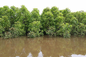 Kratom u rozvodněné řeky Kapuas na Borneu