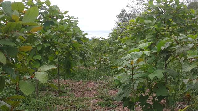 Plantáž mladých stromů kratomu